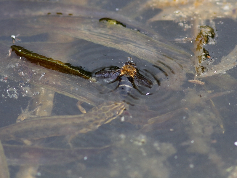 Kleine watersalamander